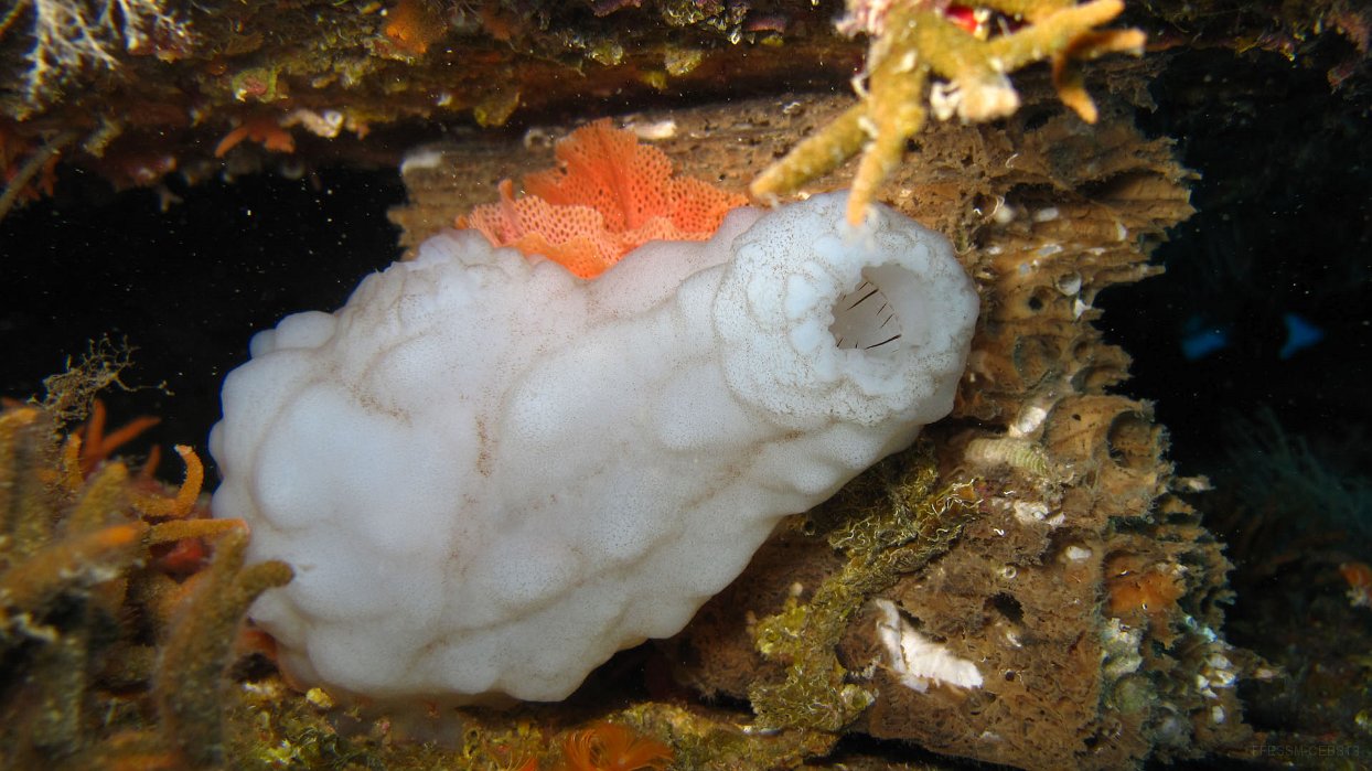 030 Ascidie blanche (Phallusia mamillata).JPG - Ascidie blanche (Phallusia mamillata) : Aspect boursouflé, contrairement à Ascidia mentula qui à une surface lisse